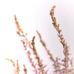 澳门贵宾厅开户流程详解,轻松享受奢华体验 8tbapatv