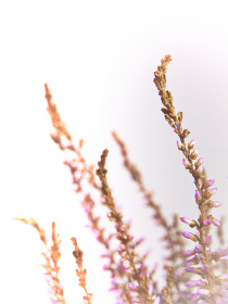 澳门贵宾厅开户流程详解，轻松享受奢华体验